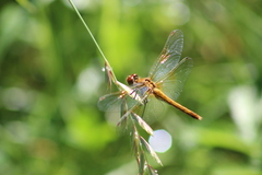 Sympetrum flaveolum