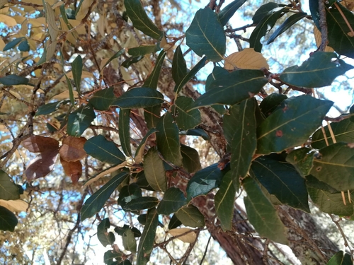 Santa Rosa Oak