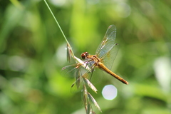 Sympetrum flaveolum