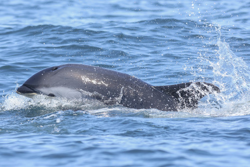 Atlantic White-sided Dolphin