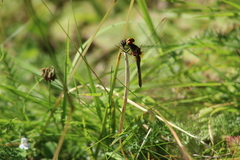 Sympetrum flaveolum