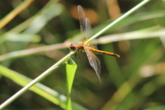 Sympetrum flaveolum