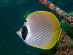 Chaetodon adiergastos