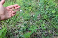 Geranium pseudosibiricum