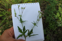 Geranium pseudosibiricum