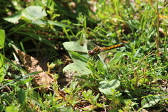 Sympetrum flaveolum