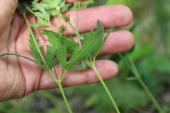 Geranium pseudosibiricum