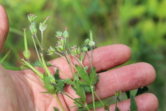 Geranium pseudosibiricum