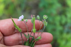 Geranium pseudosibiricum