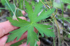 Geranium pseudosibiricum