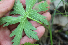 Geranium pseudosibiricum