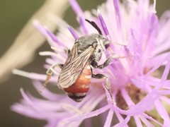 Ammobates punctatus