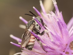 Ammobates punctatus