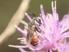 Ammobates punctatus