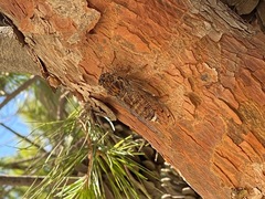 Cicada cretensis