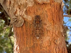 Cicada cretensis