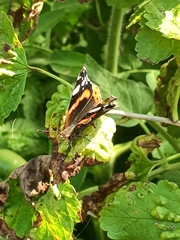 Vanessa atalanta