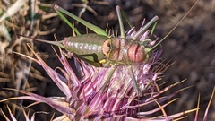 Steropleurus andalusius