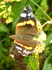 Vanessa atalanta