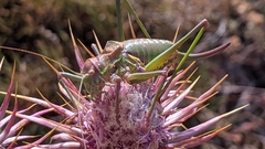 Steropleurus andalusius