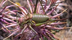 Steropleurus andalusius