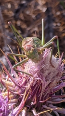 Steropleurus andalusius