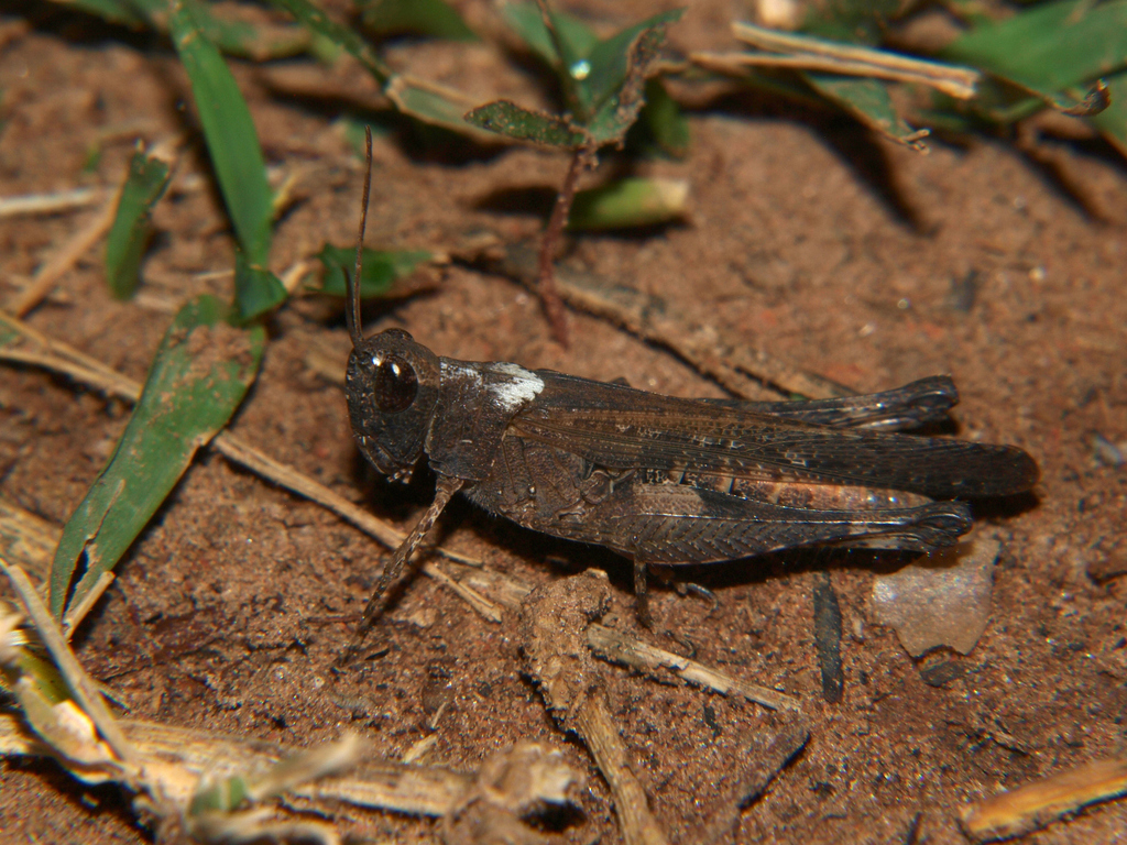 Gymnobothrus temporalis