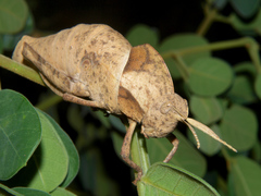 Lobosceliana loboscelis
