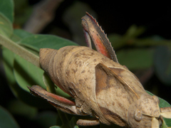 Lobosceliana loboscelis