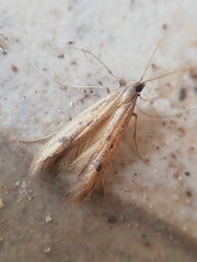 Mesophleps trinotella