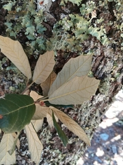Quercus sideroxyla