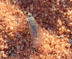 Diptera