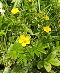 Potentilla polyphylla