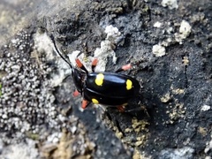 Eumorphus quadriguttatus pulchripes