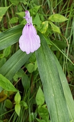 Roscoea purpurea