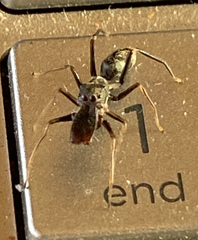 Myrmarachne inflatipalpis