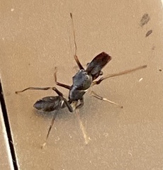 Myrmarachne inflatipalpis