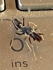 Myrmarachne inflatipalpis