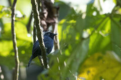 Melaenornis ardesiacus