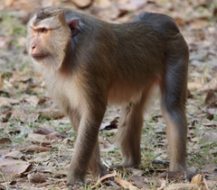 Northern Pig-Tailed Macaque photo 5