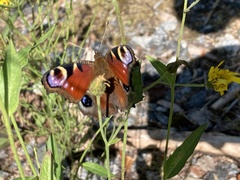 Aglais io