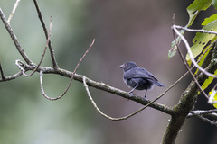 Melaniparus funereus