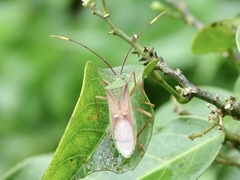 Homoeocerus bipunctatus