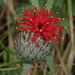 Pleiotaxis - Photo (c) william van Niekerk, some rights reserved (CC BY-NC), uploaded by william van Niekerk