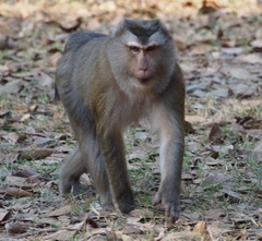 Northern Pig-Tailed Macaque photo 4