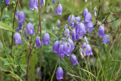 Campanula cespitosa