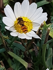 Episyrphus balteatus