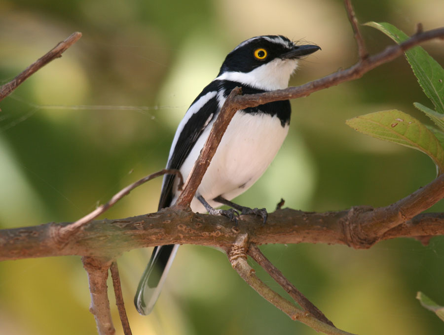 Gray-headed Batis photo