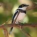 Gray-headed Batis - Photo (c) KrisMaes, some rights reserved (CC BY-SA)