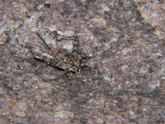 Leptonemobius variegatus